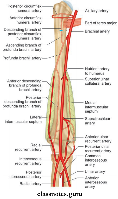 Blood Supply And Lymphatic Drainage Of Upper Limb Arteries Of The Arm And Various Anastomes In The Region