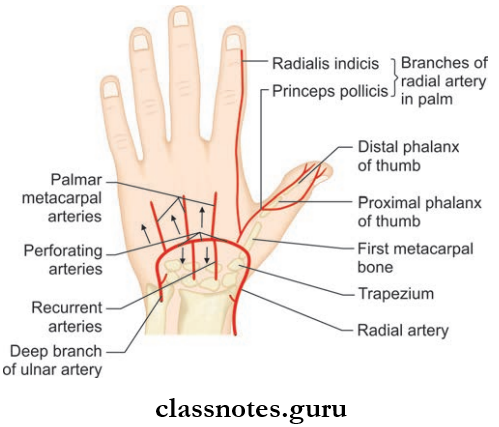 Blood Supply And Lymphatic Drainage Of Upper Limb Deep Palmar Arch And Its Branches