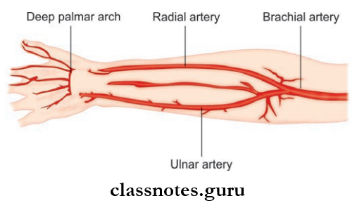 Blood Supply And Lymphatic Drainage Of Upper Limb Radial And Ulnar Arteries
