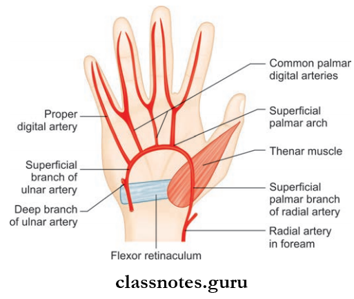 Blood Supply And Lymphatic Drainage Of Upper Limb Superficial Palmar Arch And Its Branches