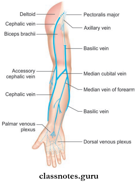 Blood Supply And Lymphatic Drainage Of Upper Limb Superficial Veins Of The Upper Limb