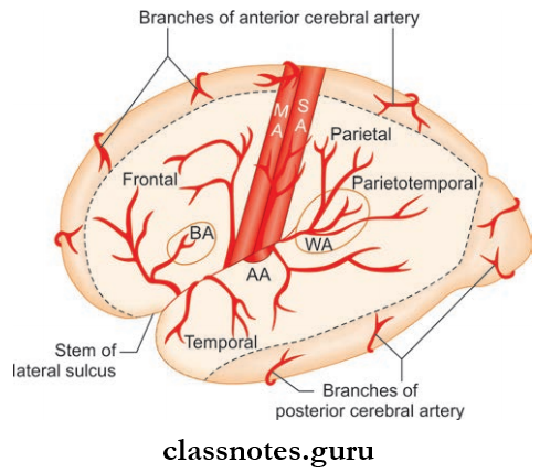 Blood Supply Of Brain And Spinal Cord Arterial Supply Of Supermedical Surface Of Left Cerebalhemisphere