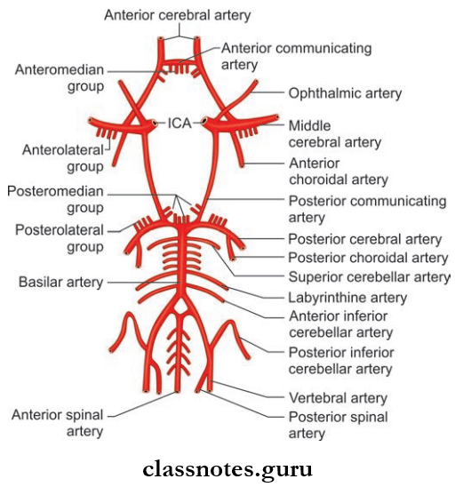 Blood Supply Of Brain And Spinal Cord Circle Of Willis And Intracranial Branches Of Internal Cartid And Vertebasilar Arteries