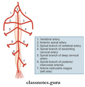 Blood Supply Of Brain And Spinal Cord Question And Answers - Class Notes