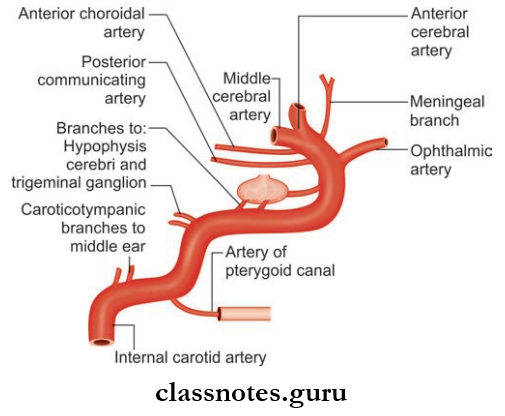Blood Vessels Of Head And Neck Braches Given By The Internal Cartoid Artery