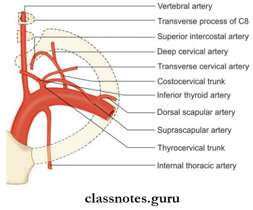Blood Vessels Of Head And Neck Braches Of The Subclavian Artery
