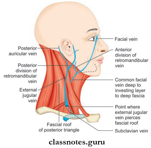 Blood Vessels Of Head And Neck Formation And Termination Of External Jugular Vein