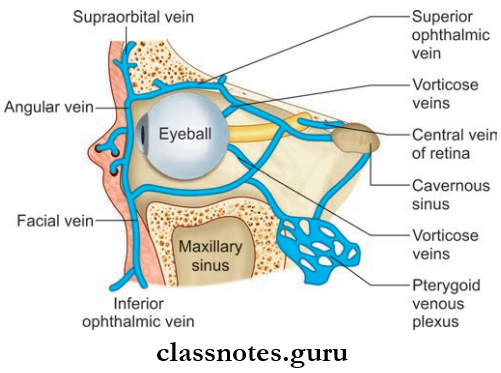 Blood Vessels Of Head And Neck Formation, Termination And Communications Of Superior And Inferior Ophthalmic Veins