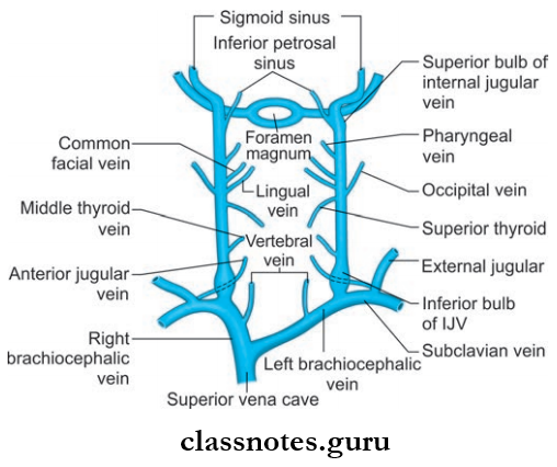 Blood Vessels Of Head And Neck Formation, Tributaries And Termionation Of Internal Jugular Vein