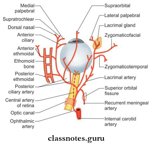 Blood Vessels Of Head And Neck Origin, Course And Branches Of Ophthalmic Artery On Right Side