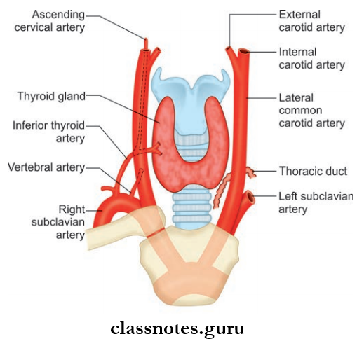Blood Vessels Of Head And Neck Realtionship Of Common Cartooid Artery To The Larynx, Trachea And Thyroid