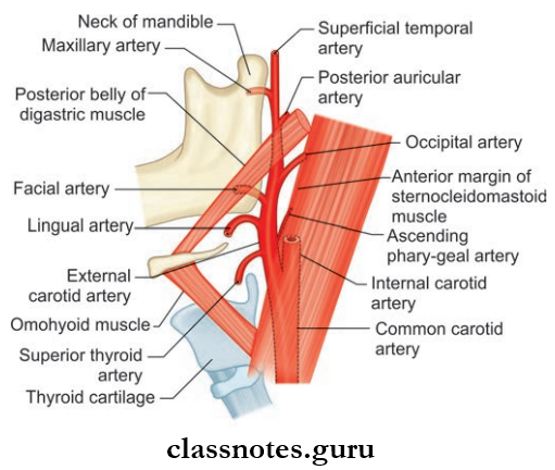 Blood Vessels Of Head And Neck landmarks To Which The External Cartoid Artery, And Its Bracnhes, Are Related
