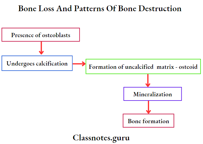 Bone Loss And Patterns Of Bone Destruction Bone formation