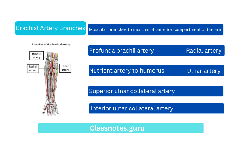 Brachial Artery Branches