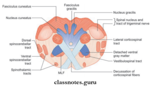 Brainstem Question And Answers Class Notes 