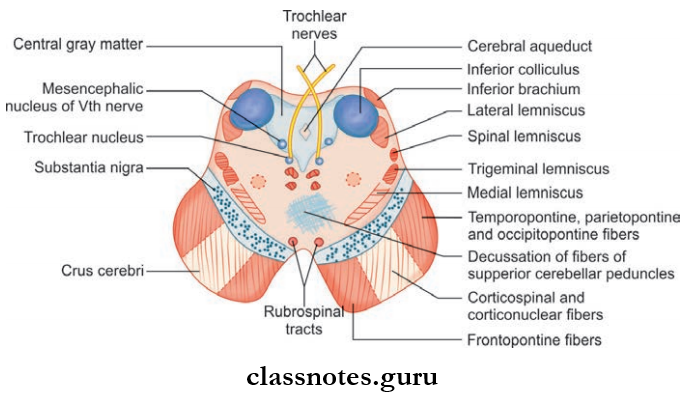 Brainstem Transverse Section Of Midbrain At The Level Of Inferior Colliculus