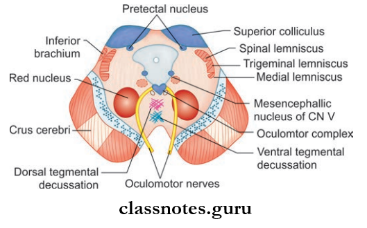 Brainstem Transverse Section Of Midbrain At The Level Of Superior Colliculus