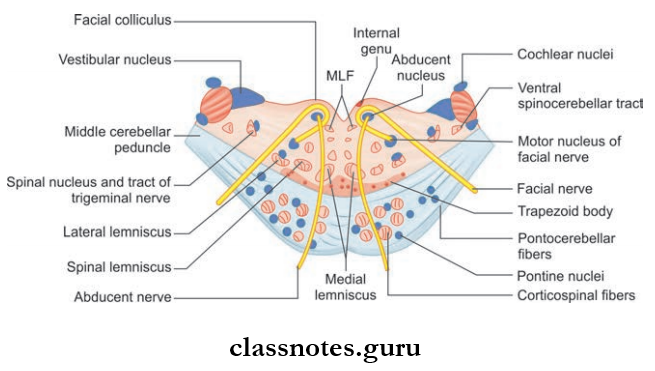 Brainstem Transverse Section Of Pons At The Lower Level