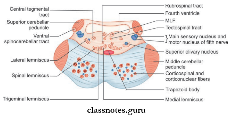 Brainstem Transverse Section Of Pons At The Upper Level