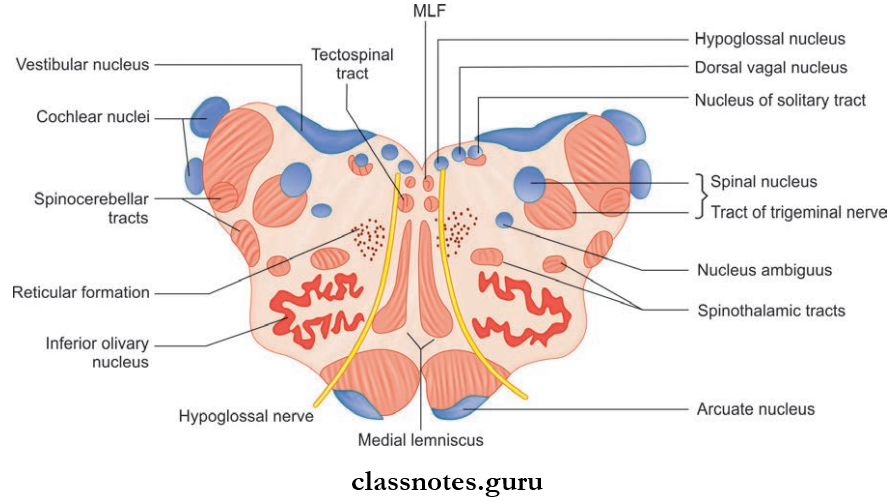 Brainstem Transverse Section Of The Open Part Of Medlla Oblongata At The Level Of Inferior Olive