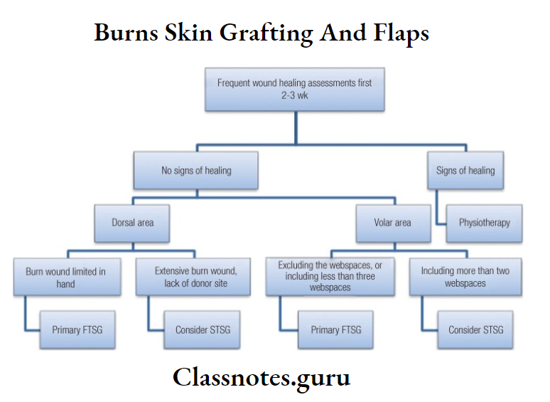 Burns Skin Grafting And Flaps Burns Frequent Wound Healing Assessments First