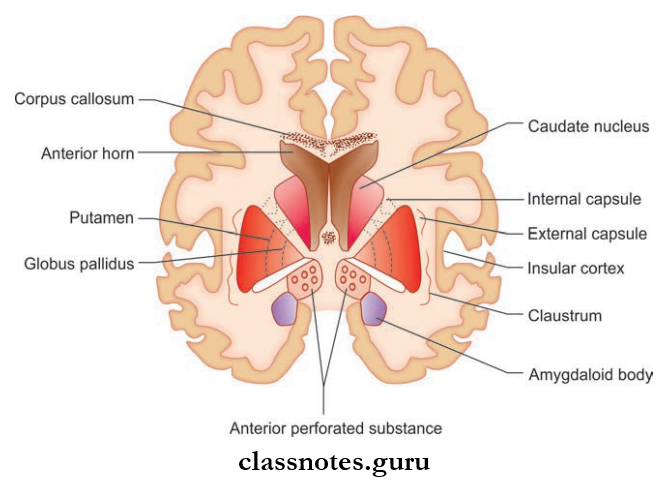 Cerebrum Coronal Section Of Brain Passing Through Anterior Perforated Substance
