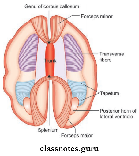 Cerebrum Course Of Commissural Fibers Through Genu, Trunk, And Splenium Of Corpus Callosum
