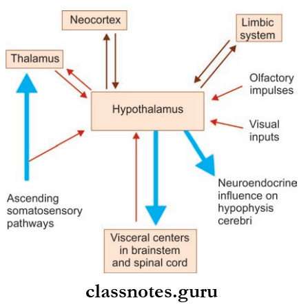 Cerebrum Main Connections Of The Hypothalamus