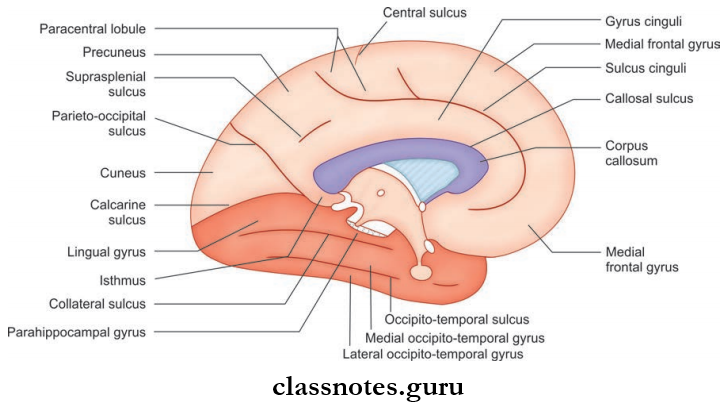 Cerebrum Simplified Presentation Of Sulci And Gyri On The Medial Aspect Of The Cerebral Hemisphere