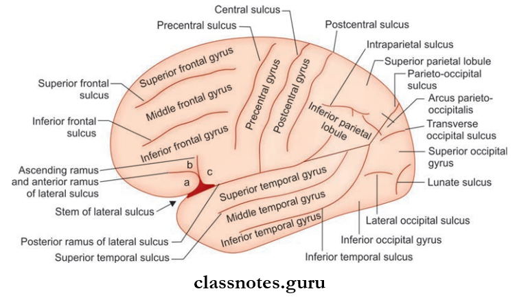 Cerebrum Simplified Presentation Of Sulci And Gyri On The Superolateral Surface Of The Cerebral Hemisphere