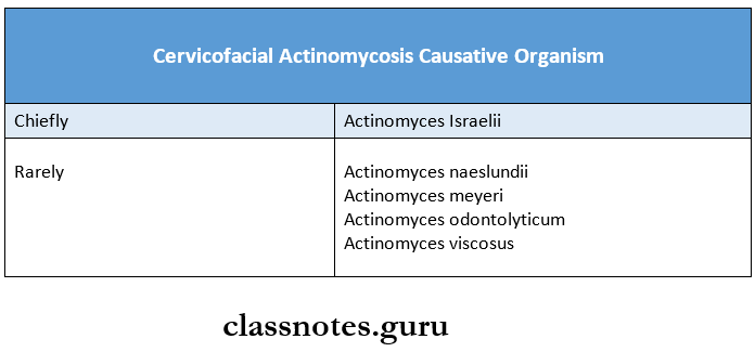 Chronic And Granulomatous Inflammation Cervicofacial Actinomycosis Causative Organism