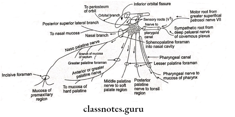 Clinical Topics Terminal Branches On Face.