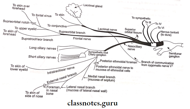 Clinical Topics Terminal Branches On Face And Terminal Nerve