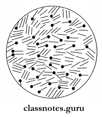 Clostridium - Clostridium tetani