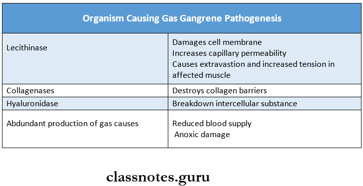 Clostridium Organism causing gas gangrene Pathogenesis