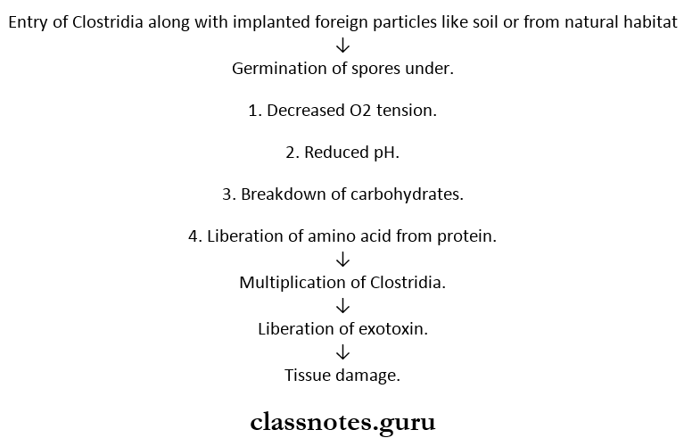 Clostridium Organism causing gas gangrene Pathogenesis.