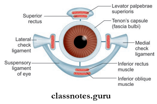 Contents Of Orbit And Eye Fascial Covering Of Eyeball