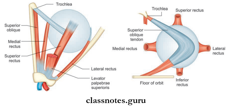 Contents Of Orbit And Eye Insertion Of Extraocular Muscles In The Sclera