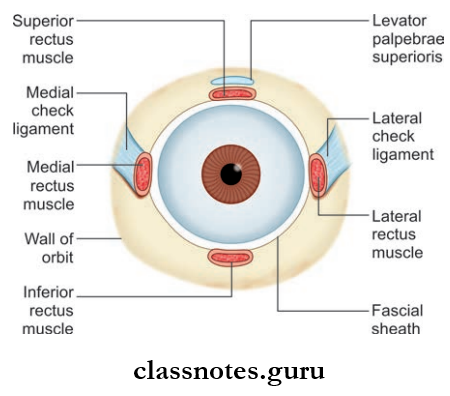 Contents Of Orbit And Eye Parts Of The Fascial Sheath Of The Eyeball