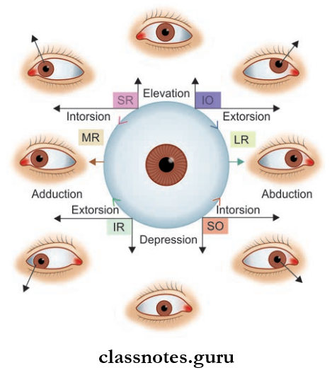 Contents Of Orbit And Eye Pictorical Depiction Of Actions Of Extraocular Muscles