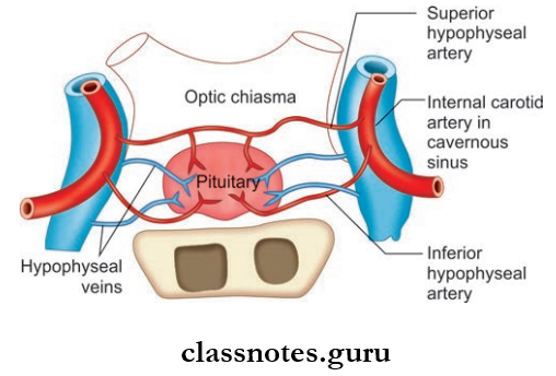 Cranial Cavity Arterial Supply Of Pituary Gland
