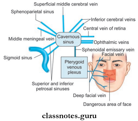 Cranial Cavity Directt Tributraries, Draining Channels And Communications Of Cavernous Sinus