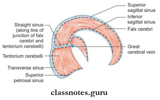 Cranial Cavity Falx Cerebri And Tentorium Cerebelli And The Dural Venous Sinuses Contained In Their Attached And Free Margins