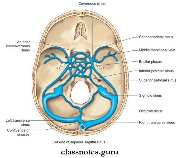 Cranial Cavity Position Of dural Venous Sinuses Inside The Cranium