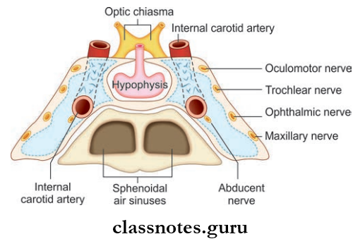 Cranial Cavity RFelations Of Cavernous Sinus