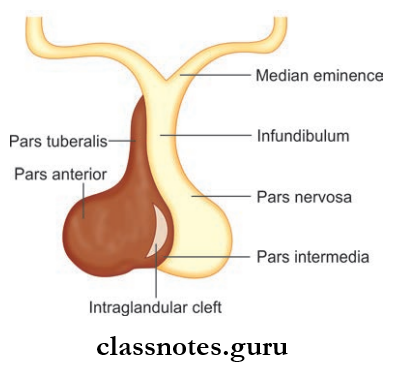 Cranial Cavity Subdivisions Of Pituitary Gland