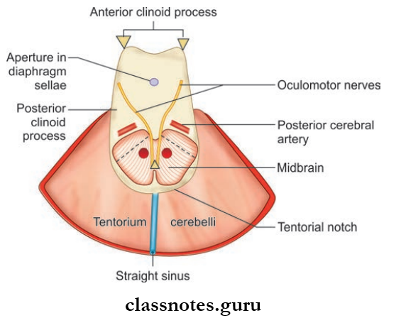 Cranial Cavity Tentorium Cerebelli And Structures Inside The U-shaped Tentorium Notch