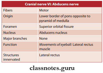 Cranial Nerves Abducents Nerve