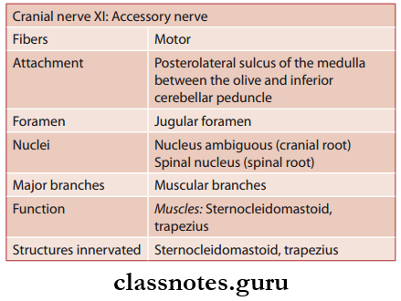 Cranial Nerves Accessory Nerve