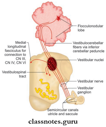 Cranial Nerves Afferent And Efferent Connections Of Verstibular Nuclei